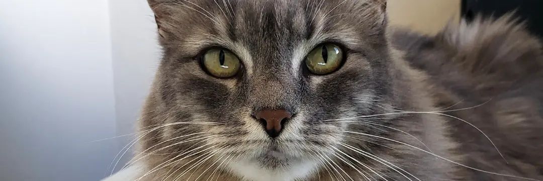 amandaacoutinho's profile banner image