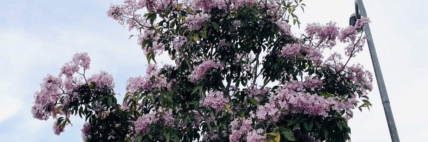 peh * ੈ✩‧₊˚ banner