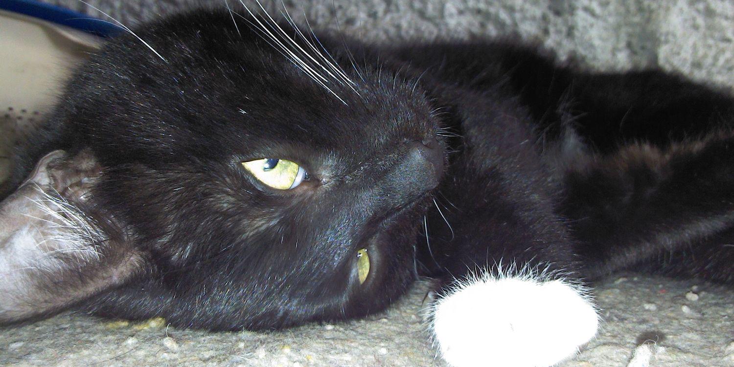 José Miguel🏴‍☠️ banner