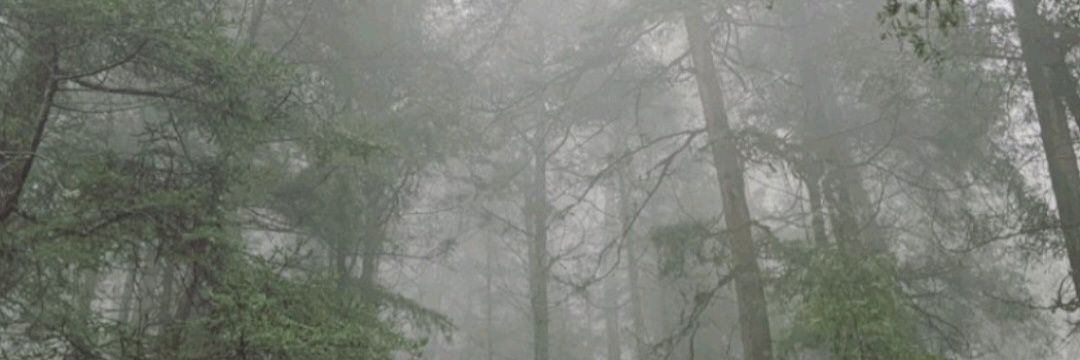 pily 🧝🏽‍♀️ banner