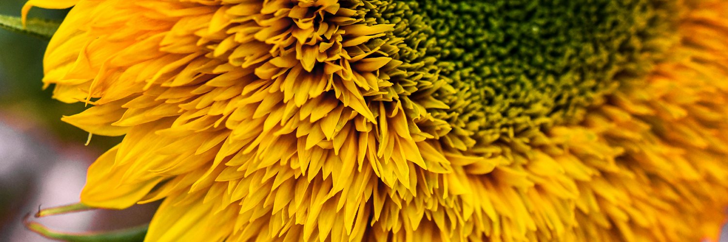 rareseeds's profile banner image
