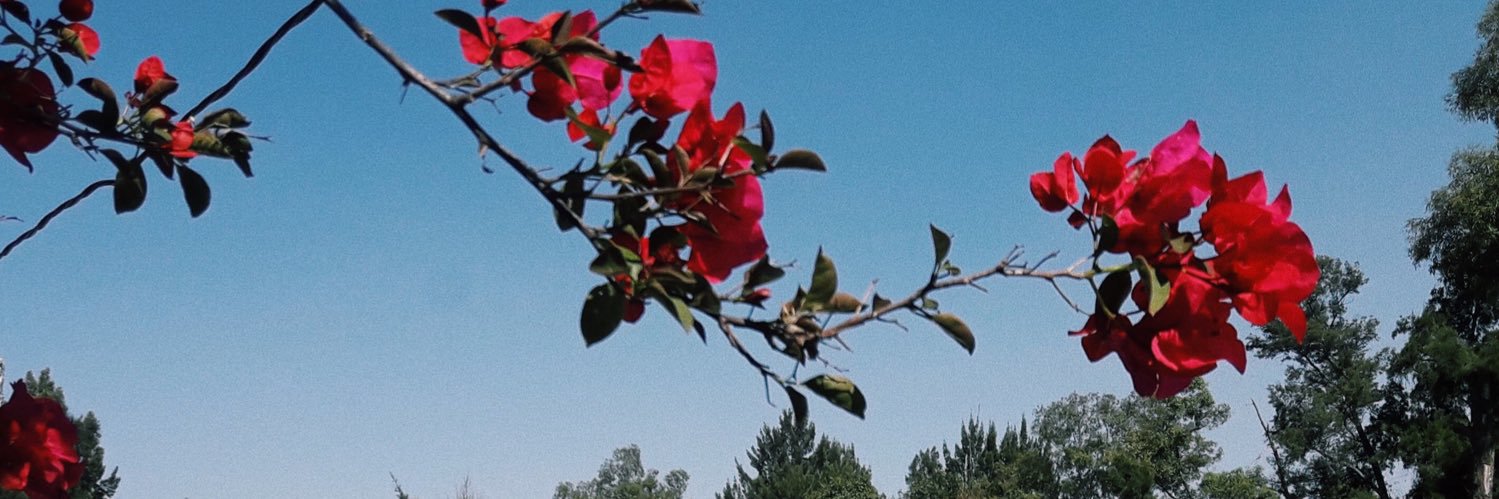 ciindylazo's profile banner image