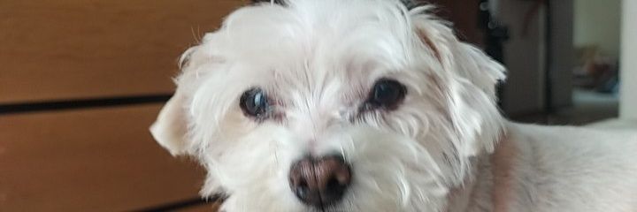 itzayanarios's profile banner image