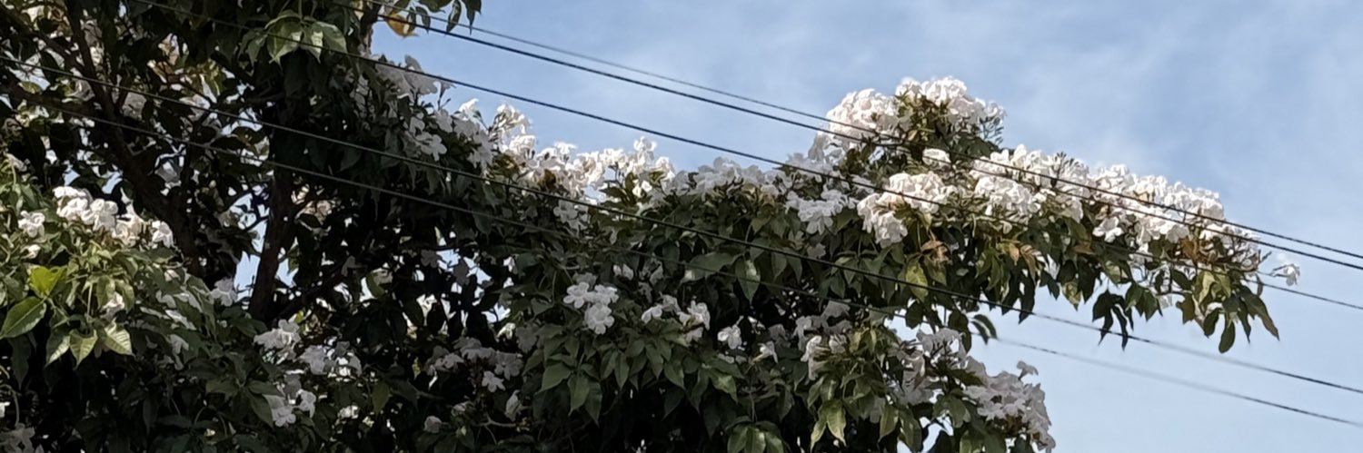 fineturquoise's profile banner image