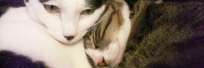 zip333 banner