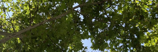 miotraella Profile Banner