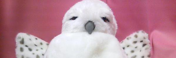 はっち banner