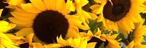 SusanCastroR's profile banner image