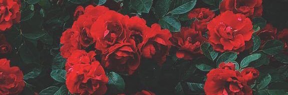 alexa_brigitte_'s profile banner image