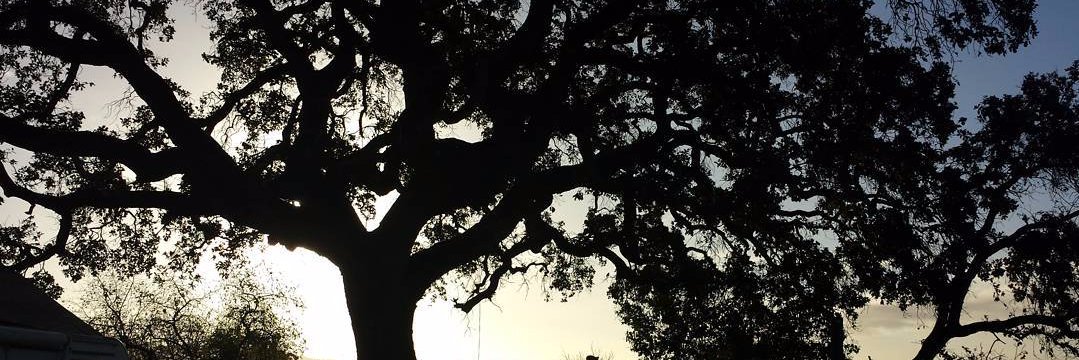 Oakraidr's profile banner image
