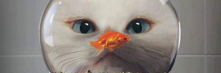 MarcioLaScala's profile banner image