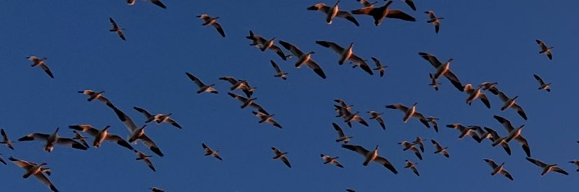 Jason fillman banner