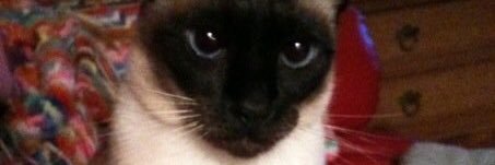 SFManeFlame's profile banner image