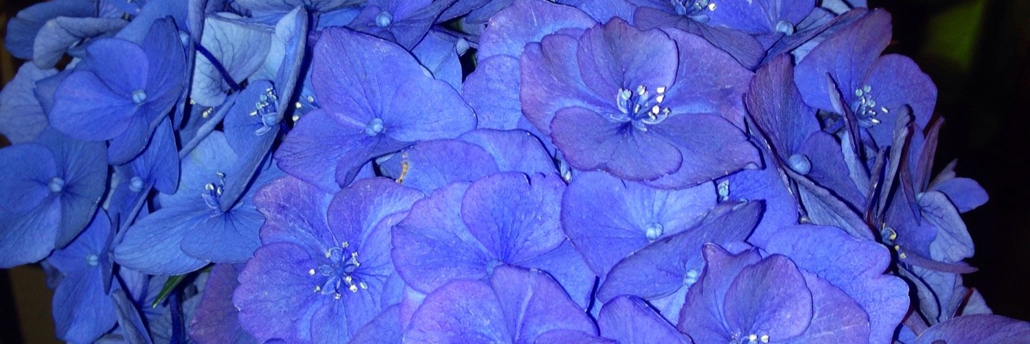 natdaph's profile banner image