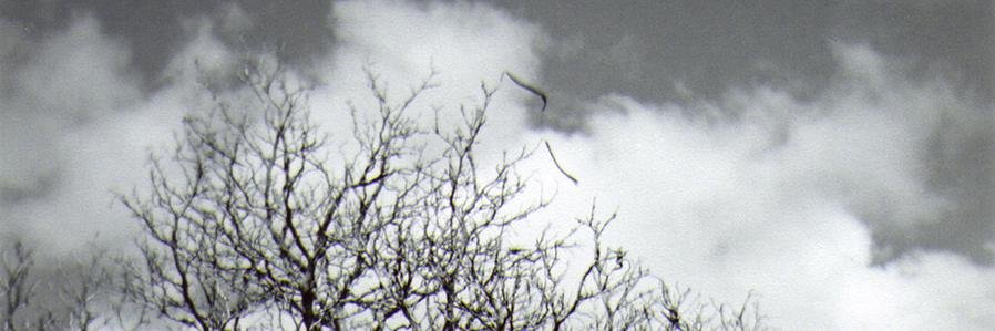 wolbster's profile banner image