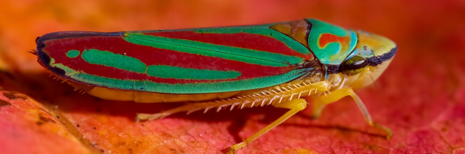 Sharon's Shotz banner