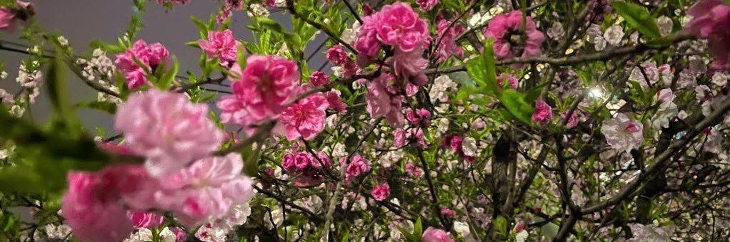 RococoRomance's profile banner image