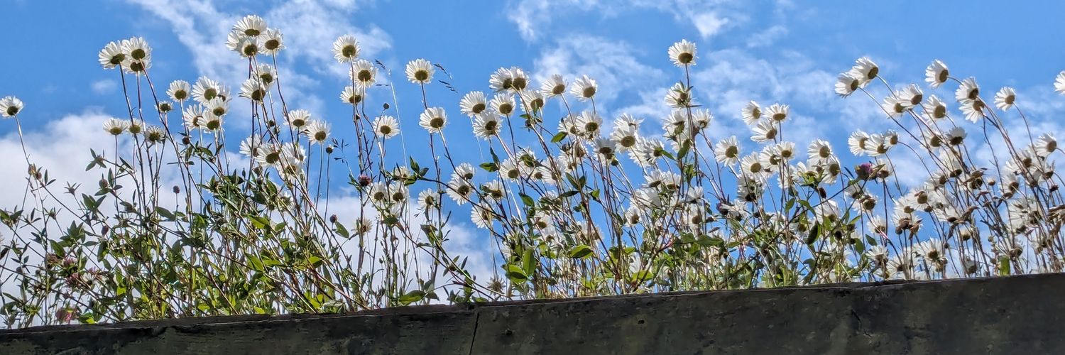 ForestSchoolCat banner