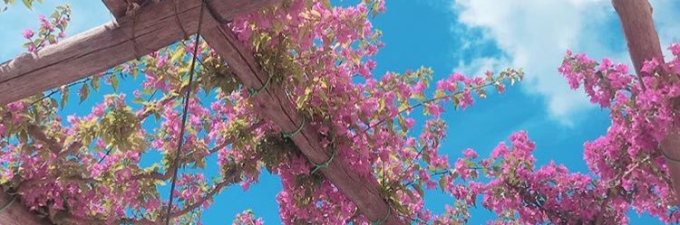 ErikaGcc's profile banner image