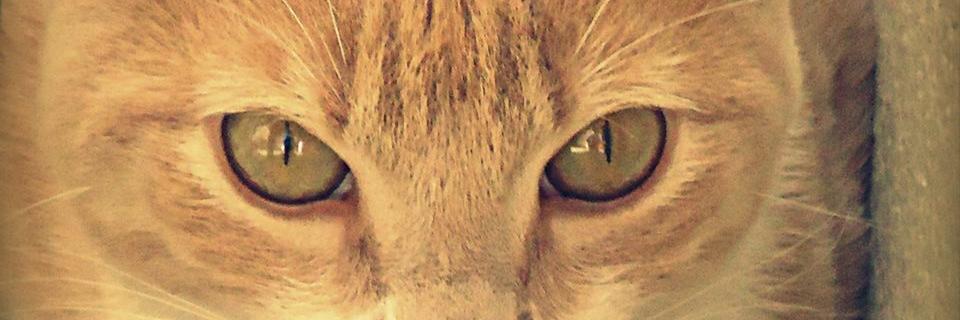 stephany_as's profile banner image