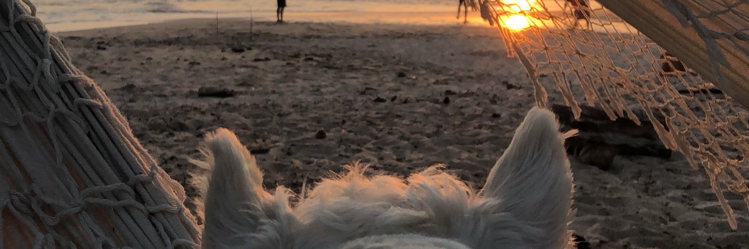 dameneiro's profile banner image