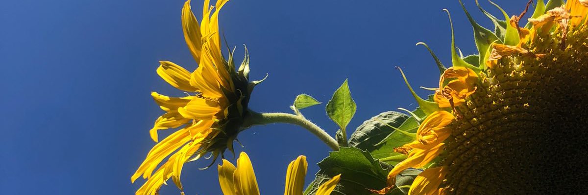 juliapaiola's profile banner image