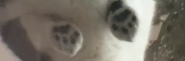 sayrusblack's profile banner image