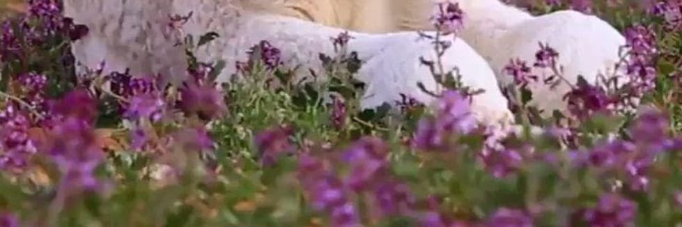 Abe محسن 🏆 banner