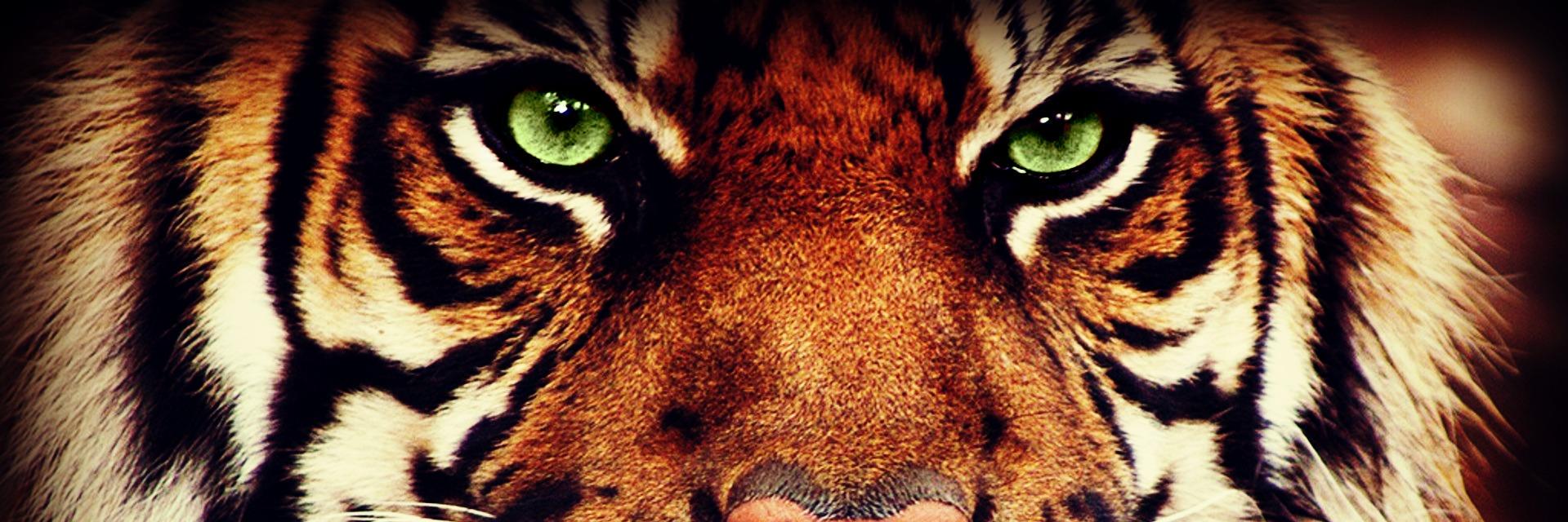 agsprhtn's profile banner image