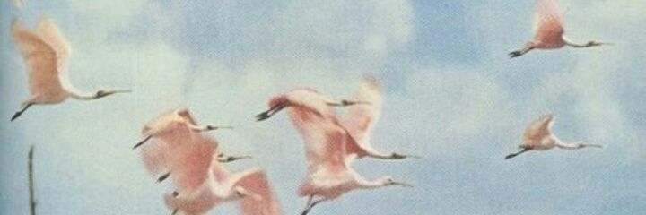 memimaria's profile banner image