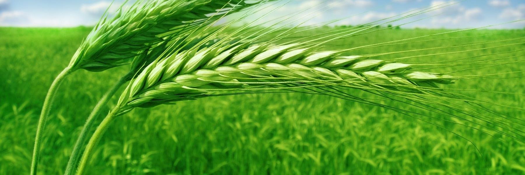 Adesanya Omotomiwa banner