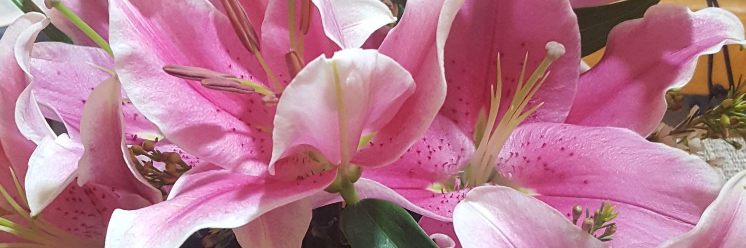 LuluMo1l's profile banner image