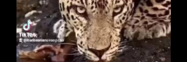 mciciag's profile banner image