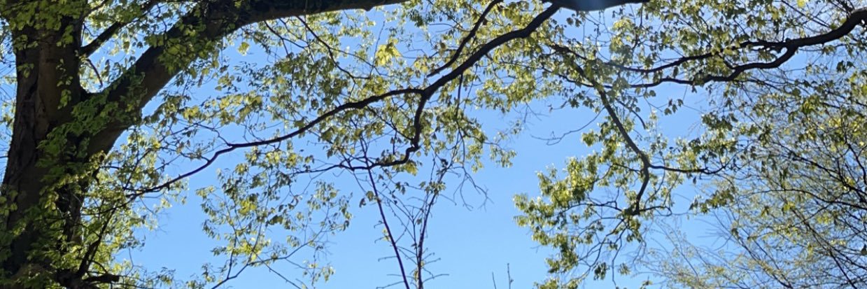 MissSandraBee's profile banner image