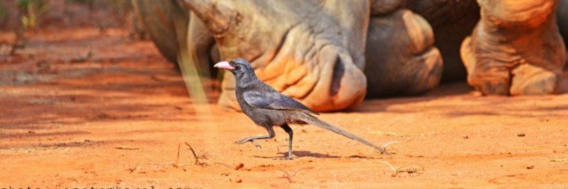 Rhino Fund Uganda banner