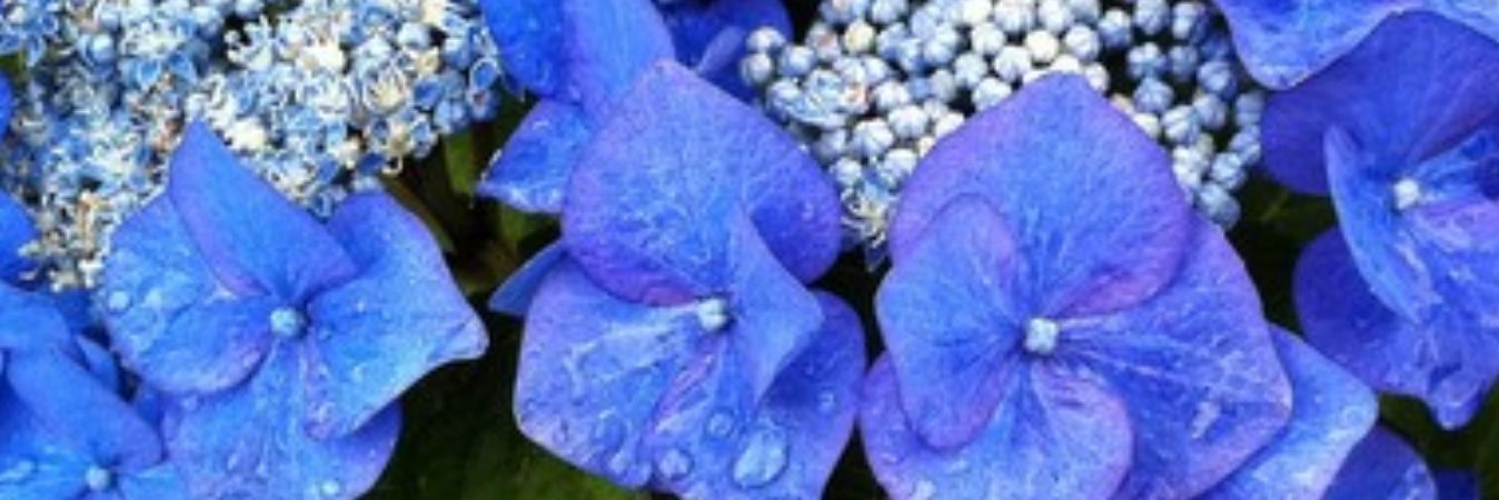 Caroline v Beekhoff banner