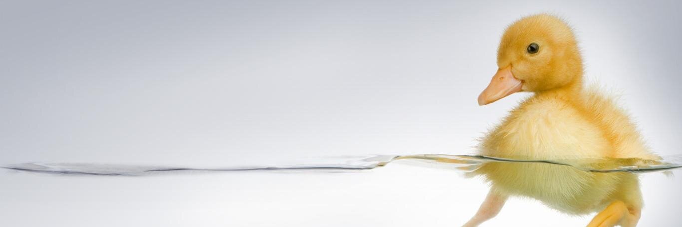 ferrobsan's profile banner image
