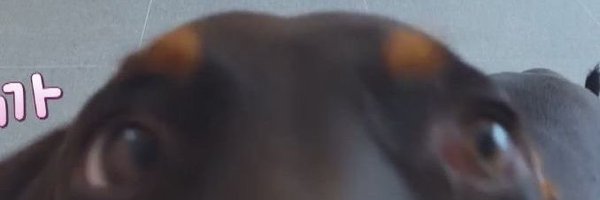 PloyLyla Profile Banner