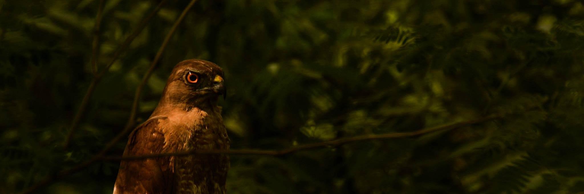 Gaurav Ganguly banner
