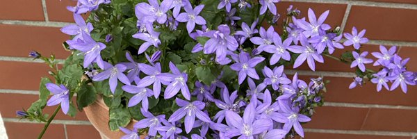 cassis_est Profile Banner