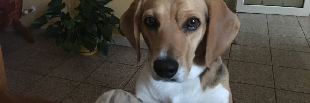 fpietrantuono's profile banner image