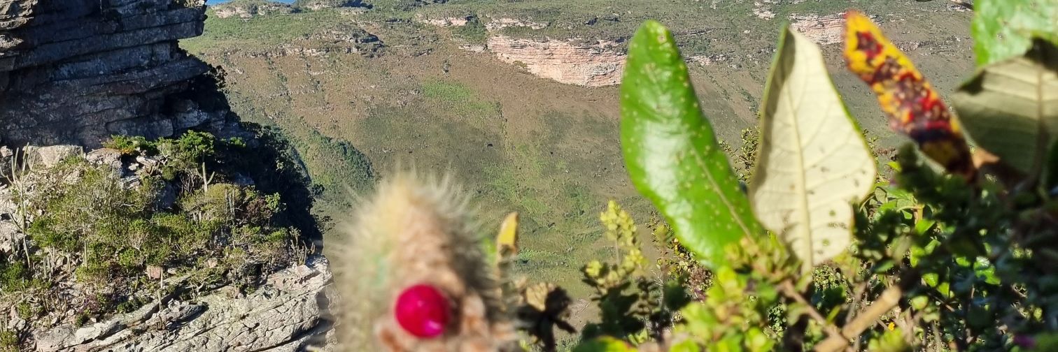 Nádira Quirlei banner