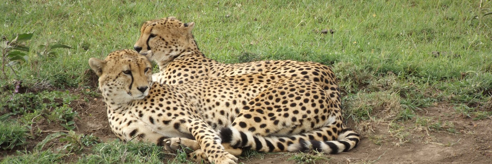 Doreen Ainsworth banner