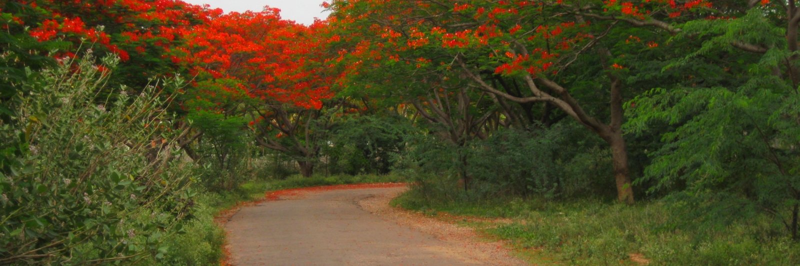 impramod's profile banner image