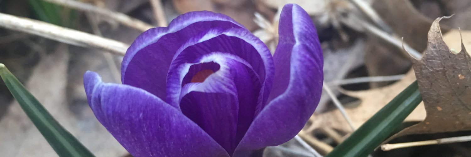 cosievee's profile banner image