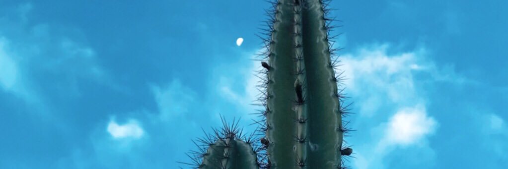 feitosaox's profile banner image