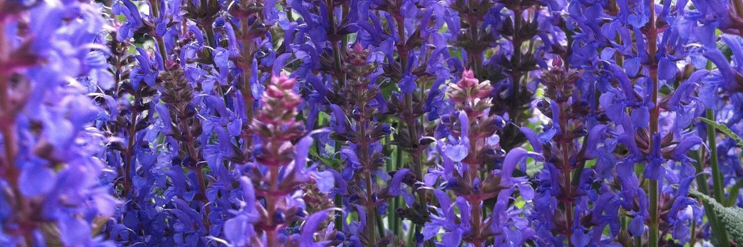 Helen Partridge banner