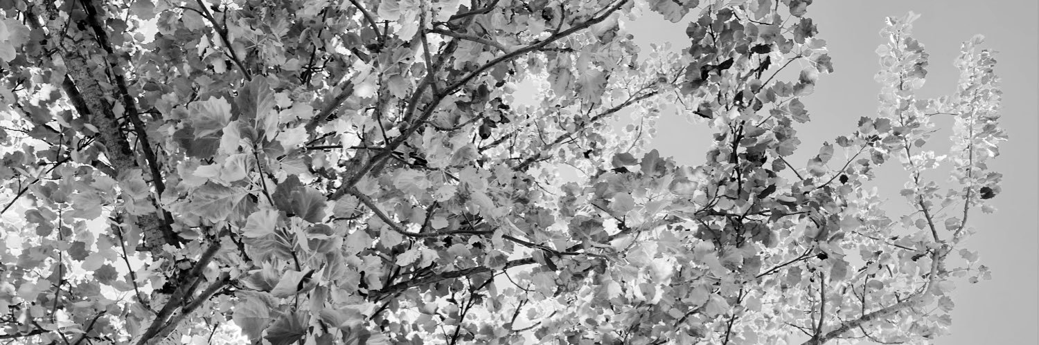 Tash_TashB's profile banner image