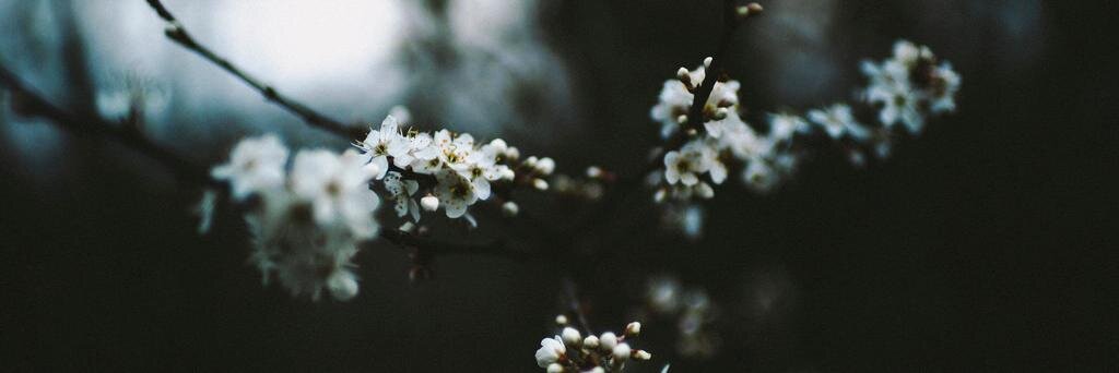 CataAr_'s profile banner image