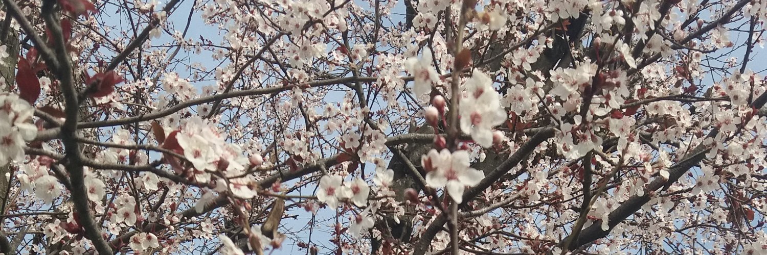 debscardos's profile banner image